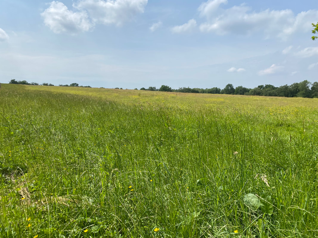 Dog walking fields near me sales